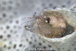 Bryozoan Snapping Shrimp by Oksana Maksymova 